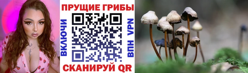 купить наркоту  блэк спрут сайт  Псилоцибиновые грибы MAGIC MUSHROOMS  Горбатов 